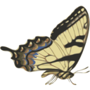 Butterfly Papilio Turnus Side View