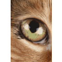 download Cat Eye clipart image with 0 hue color