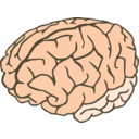 download Brain 2colors clipart image with 0 hue color
