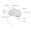 download Human Brain clipart image with 0 hue color