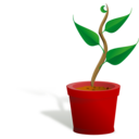 Plant Growing