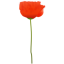 download Poppy Flower clipart image with 0 hue color