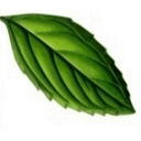 download Mint Leaf clipart image with 0 hue color