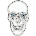 Digitalized Human Skull