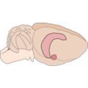 download Rat Brain clipart image with 0 hue color