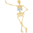 Human Skeleton Outline