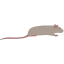 Rat By Rones