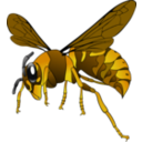 Brown Yellow Hornet