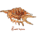 download Shell Lambis Digitata clipart image with 0 hue color