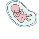 download Human Embryo clipart image with 315 hue color