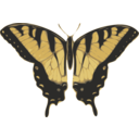 download Butterfly Papilio Turnus Top View clipart image with 0 hue color