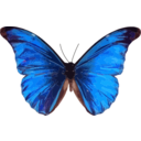 download Morpho Rhetenor clipart image with 0 hue color